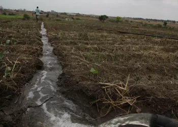 Lunda Sul disponibiliza 500 mil hectares para o PLANAGRÃO