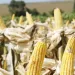 Produtos nacionais representam 57% e vendem mais que os importados