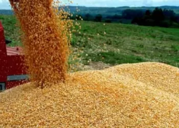 Executivo prevê racionalizar  arranque do PLANAGRÃO