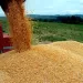 Executivo prevê racionalizar arranque do PLANAGRÃO