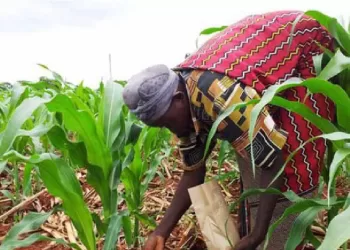Fertilizantes e sementes registam alta no preço na abertura no ano agrícola