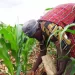 Fertilizantes e sementes registam alta no preço na abertura no ano agrícola