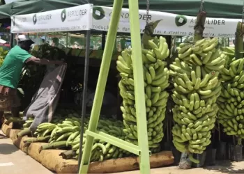 Angola expõe potencialidades na feira Agro-dinâmica do Paraguai