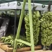 Angola expõe potencialidades na feira Agro-dinâmica do Paraguai
