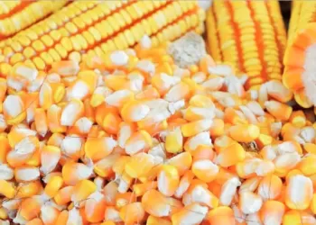 Angola com produção de três milhões de toneladas de cereais