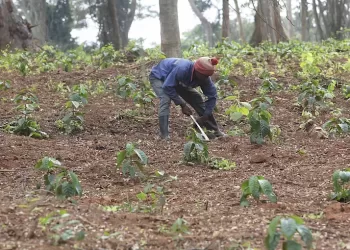 Golungo Alto regista crescimento na produção agrícola
