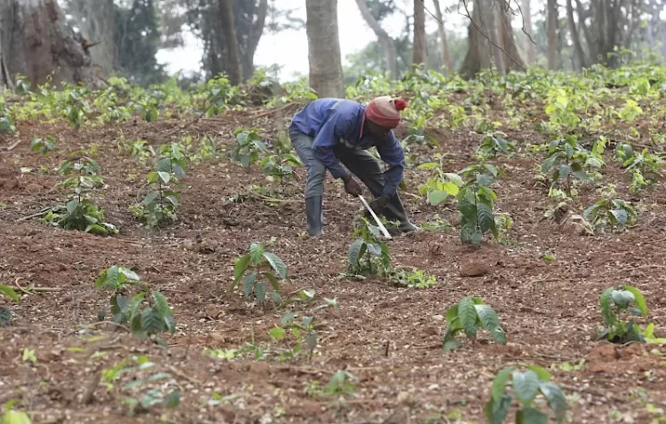 Golungo Alto regista crescimento na produção agrícola