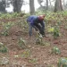 Golungo Alto regista crescimento na produção agrícola