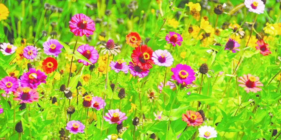 Não basta gostar de flores