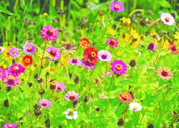 Não basta gostar de flores