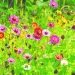 Não basta gostar de flores
