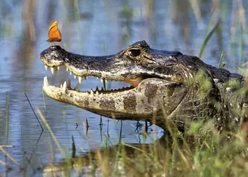 Ataque de jacaré deixa cidadão ferido