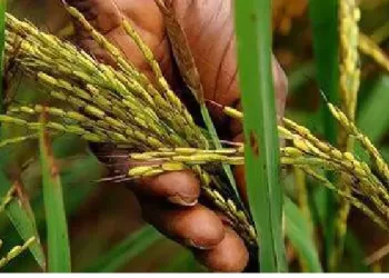 EAU pretende investir USD 30 milhões na produção de arroz
