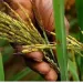 EAU pretende investir USD 30 milhões na produção de arroz