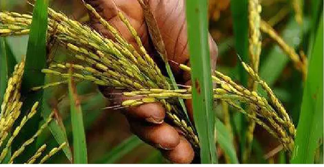 EAU pretende investir USD 30 milhões na produção de arroz