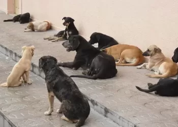 Viana regista mais de 100 mordeduras de animais por mês