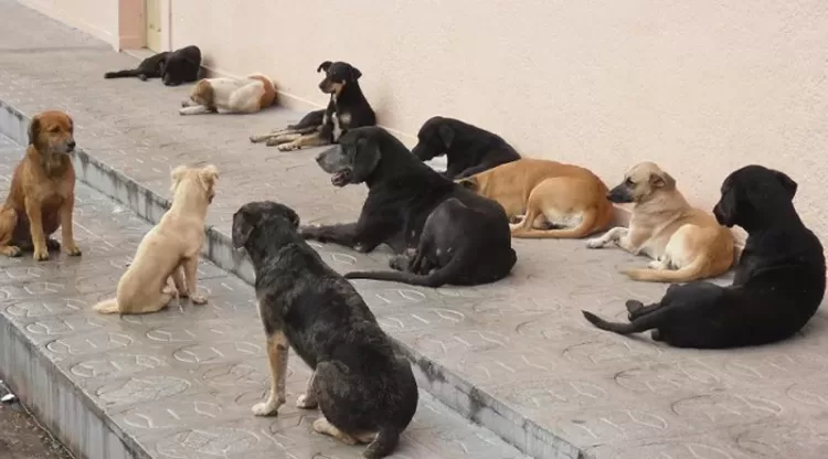 Viana regista mais de 100 mordeduras de animais por mês