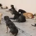 Viana regista mais de 100 mordeduras de animais por mês