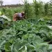 Sector agrícola entre as apostas de desenvolvimento do MPLA no Uíge