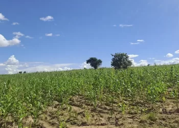 Cooperativa “Pumumu Tulilongue” prevê colher 80 toneladas de milho