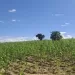Cooperativa “Pumumu Tulilongue” prevê colher 80 toneladas de milho