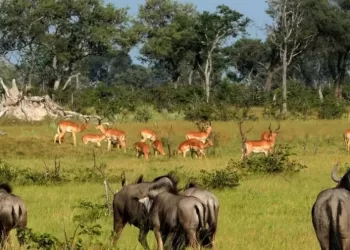 Angola entre as melhores áreas para investimento do ecoturismo, afirma  gestor da ANAGERO