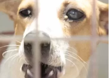 Carta do leitor: Cães vádios: perigo à solta!