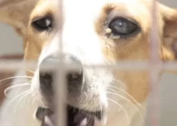 Carta do leitor: Cães vádios: perigo à solta!
