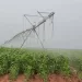 Camponeses na Gabela beneficiaram de 280 mil kwanzas cada