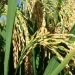 Mais de três milhões de famílias vão produzir arroz com custo de menos 300 mil kwanzas por hectare