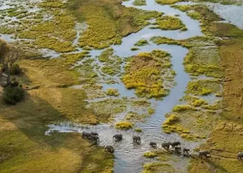 Implementação do Projecto Angolano do Okavango conta com 132 milhões de dólares