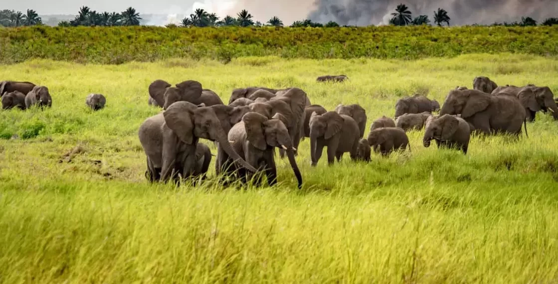 Angola melhora protecção da fauna e flora