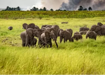 Angola melhora protecção da fauna e flora