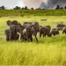 Angola melhora protecção da fauna e flora