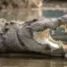Sobe para nove o número de mortes por jacaré no Cuando Cubango