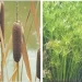 Jovens apresentam projecto de tratamento de águas residuais através de plantas