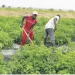 Governo aponta crédito agrícola como solução para a segurança alimentar