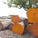 Madeireiros começam a sentir resultados positivos da proibição da exportação de madeira em toro