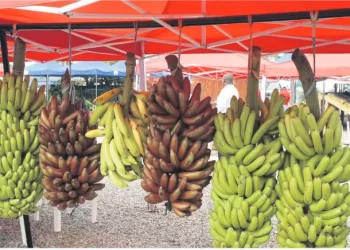 Cooperativa vai produzir mensalmente 200 toneladas de banana a pensar na exportação