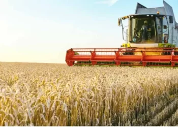 Ganda recebe mais de 100  toneladas de sementes de  trigo para fomento à produção