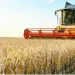 Ganda recebe mais de 100 toneladas de sementes de trigo para fomento à produção