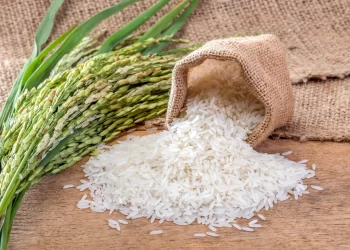 Mais de mil produtores envolvidos na cultura do arroz em Angola