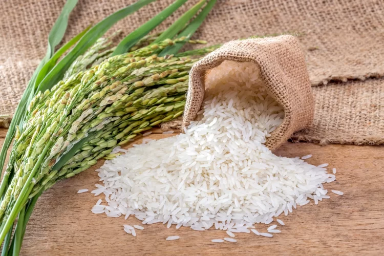 Mais de mil produtores envolvidos na cultura do arroz em Angola