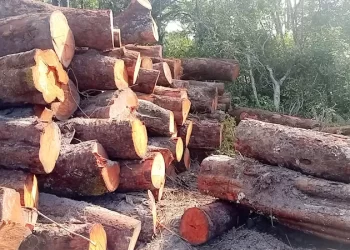 Mais de 20 empresas desistem da exploração de madeira no Moxico