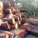 Mais de 20 empresas desistem da exploração de madeira no Moxico