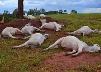 Descarga eléctrica mata 12 cabeças de gado no Huambo