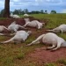 Descarga eléctrica mata 12 cabeças de gado no Huambo