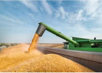 Angola necessita de 10 milhões de toneladas de milho/ano