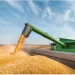 Angola necessita de 10 milhões de toneladas de milho/ano