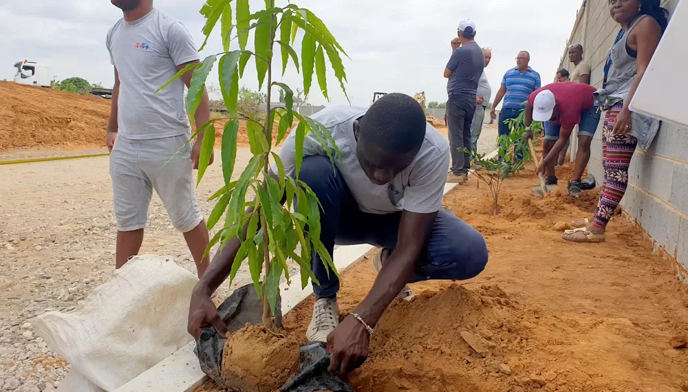 Mil e 500 árvores plantadas no Icolo e Bengo